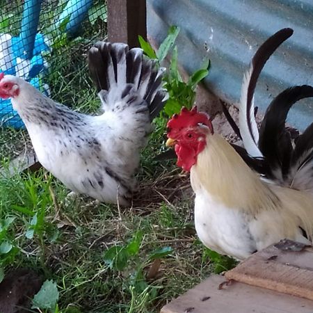 Finca La Pasionaria - Conectandonos Villa Belén de Escobar Dış mekan fotoğraf