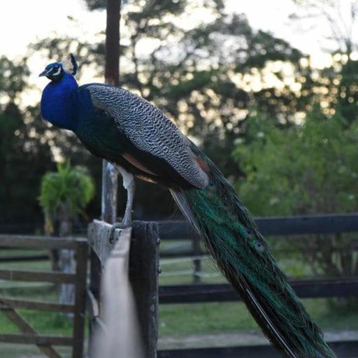Finca La Pasionaria - Conectandonos Villa Belén de Escobar Dış mekan fotoğraf